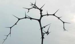 刺 荆棘 在线观看,在线观看，探寻人生坎坷与成长之旅